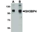 SH3BP4 Antibody in Western Blot (WB)