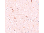 SH3RF2 Antibody in Immunohistochemistry (Paraffin) (IHC (P))