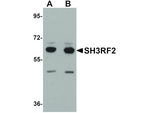 SH3RF2 Antibody in Western Blot (WB)