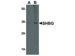 SHBG Antibody in Western Blot (WB)