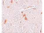 SHISA9 Antibody in Immunohistochemistry (Paraffin) (IHC (P))