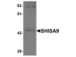 SHISA9 Antibody in Western Blot (WB)