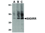 SIGIRR Antibody in Western Blot (WB)
