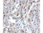 Siglec11 Antibody in Immunohistochemistry (Paraffin) (IHC (P))