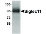 Siglec11 Antibody in Western Blot (WB)