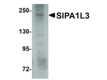 SIPA1L3 Antibody in Western Blot (WB)