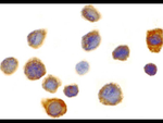 SIRP alpha Polyclonal Antibody