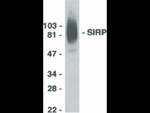 SIRP alpha Antibody in Western Blot (WB)