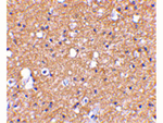 SIRT2 Antibody in Immunohistochemistry (Paraffin) (IHC (P))