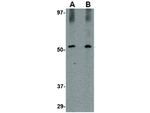 SIRT2 Antibody in Western Blot (WB)