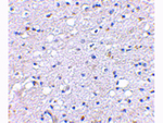 SIRT2 Antibody in Immunohistochemistry (Paraffin) (IHC (P))