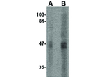 SIRT2 Antibody in Western Blot (WB)