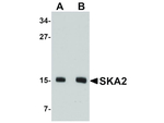 SKA2 Polyclonal Antibody