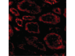 SKI Antibody in Immunocytochemistry (ICC/IF)