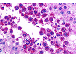 SLAIN2 Polyclonal Antibody