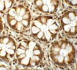 SLAMF1 Antibody in Immunohistochemistry (Paraffin) (IHC (P))