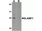 SLAMF1 Antibody in Western Blot (WB)