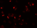 SLAMF3 Antibody in Immunocytochemistry (ICC/IF)