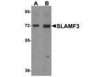 SLAMF3 Antibody in Western Blot (WB)