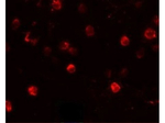 SLAMF4 Polyclonal Antibody