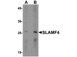 SLAMF4 Antibody in Western Blot (WB)