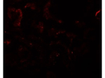 SLAMF9 Polyclonal Antibody