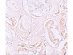 SLAMF9 Antibody in Immunohistochemistry (Paraffin) (IHC (P))