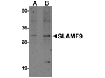 SLAMF9 Antibody in Western Blot (WB)