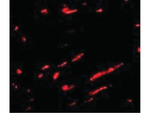 Slc22A17 Antibody in Immunocytochemistry (ICC/IF)