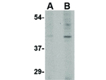 Slc35D1 Antibody in Western Blot (WB)