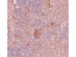 Slc37A2 Antibody in Immunohistochemistry (Paraffin) (IHC (P))