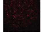 SLFN14 Polyclonal Antibody