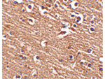 Slitrk1 Antibody in Immunohistochemistry (Paraffin) (IHC (P))