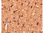 Slitrk1 Antibody in Immunohistochemistry (Paraffin) (IHC (P))