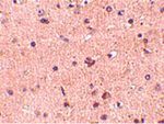 Slitrk2 Antibody in Immunohistochemistry (Paraffin) (IHC (P))