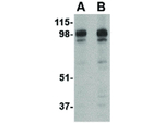 Slitrk2 Antibody in Western Blot (WB)