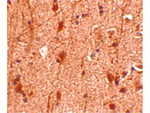 Slitrk3 Antibody in Immunohistochemistry (Paraffin) (IHC (P))