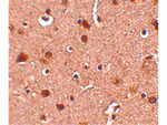 Slitrk4 Antibody in Immunohistochemistry (Paraffin) (IHC (P))