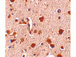 Slitrk4 Antibody in Immunohistochemistry (Paraffin) (IHC (P))