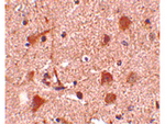 Slitrk5 Antibody in Immunohistochemistry (Paraffin) (IHC (P))