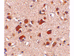 Slitrk6 Antibody in Immunohistochemistry (Paraffin) (IHC (P))