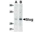 Slug Polyclonal Antibody