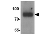 SMURF1 Antibody in Western Blot (WB)