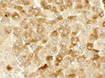 SMURF2 Antibody in Immunohistochemistry (Paraffin) (IHC (P))