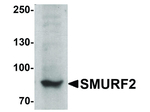 SMURF2 Antibody in Western Blot (WB)