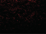 SNCA Antibody in Immunocytochemistry (ICC/IF)