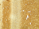 SNCA Antibody in Immunohistochemistry (Paraffin) (IHC (P))