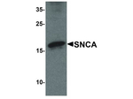 SNCA Antibody in Western Blot (WB)