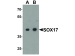 SOX17 Antibody in Western Blot (WB)
