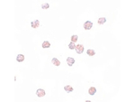 SOX2 Polyclonal Antibody